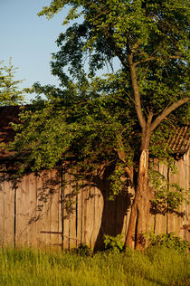 Dilapidated old wooden shack by Arletta Cwalina