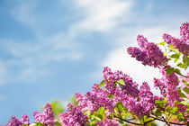 Lilac pink inflorescences grow by Arletta Cwalina