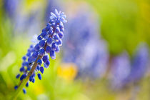 blue Muscari Mill flower stem von Arletta Cwalina