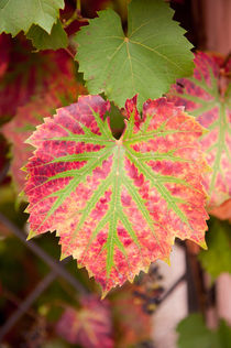 Vitis coignetiae red green leaf by Arletta Cwalina