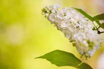 Lilac white flowers bloom bright by Arletta Cwalina