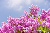 Lilac vibrant pink bunches von Arletta Cwalina