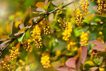 Berberis yellow flowering shrub by Arletta Cwalina