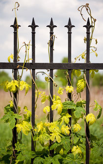 Climbing Humulus or hop growing von Arletta Cwalina