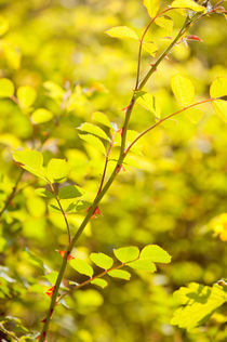 Wild roses prickles on twig von Arletta Cwalina