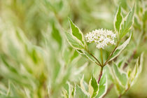 Cornus alba flowering twig by Arletta Cwalina