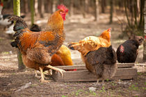 Rhode Island Red chickens eating by Arletta Cwalina