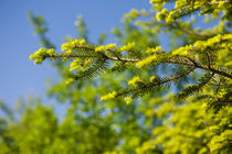 Green coniferous new shoots von Arletta Cwalina