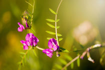 green branched tendrils of Vicia von Arletta Cwalina