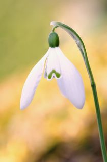 Single Snowdrop by Jeremy Sage