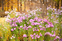 Pink Aster flowering plants by Arletta Cwalina