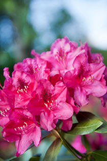 Azalea plant bright pink flowers by Arletta Cwalina