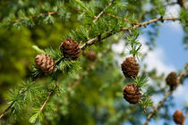 Larix polonica or Larch small cones by Arletta Cwalina