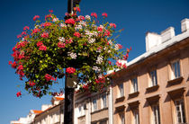 Pink and red Ivy leaved geranium by Arletta Cwalina