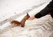 Man feeding hungry squirrel von Arletta Cwalina