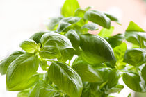 Ocimum basilicum green basil by Arletta Cwalina