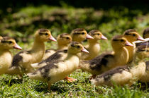 Yellow Muscovy duck ducklings running von Arletta Cwalina