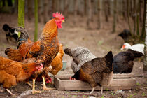 Rhode Island Red chickens eating von Arletta Cwalina