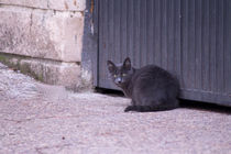 Grey Cat von Gema Ibarra