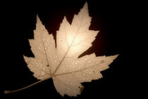 Leaf by CHRISTINE LAKE