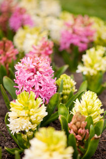 Hyacinthus blooming pink and white von Arletta Cwalina