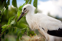 Orphaned one White Stork by Arletta Cwalina