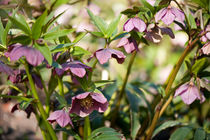 Helleborre purple dark bloom by Arletta Cwalina