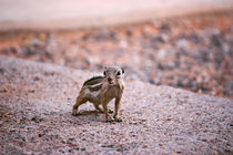 the chipmunk von meleah