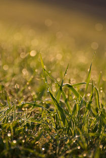 Green fresh grass leaves by Arletta Cwalina