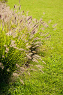 Grass clump Pennisetum alopecuroides by Arletta Cwalina