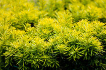 Taxus baccata Yew new shoots von Arletta Cwalina