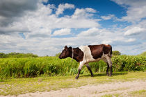 Calf walking in natural landscape by Arletta Cwalina