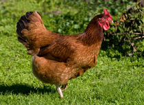 brown Rhode Island Red hen by Arletta Cwalina