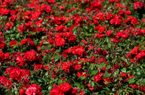 Red roses bunches grow in park by Arletta Cwalina
