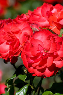 Flowerheads of red roses by Arletta Cwalina