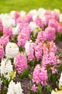 Hyacinthus pink white flowering by Arletta Cwalina