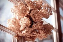hortensia dried flowers hanging by Arletta Cwalina