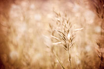 Sepia toned ripe grass inflorescence von Arletta Cwalina