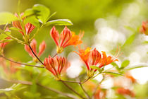 Azalea Glowing Embers orange flowers by Arletta Cwalina