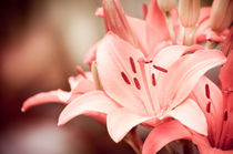 Flowering Lilium or Lily plant by Arletta Cwalina