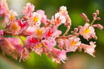 Aesculus red chestnut tree blossoms von Arletta Cwalina