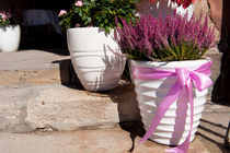 Blooming Calluna vulgaris or heather by Arletta Cwalina