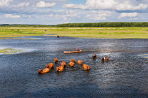 Natural bucolic view in Biebrza wetland von Arletta Cwalina