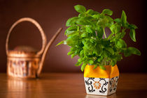 Ocimum basil plant in decorative flowerpot by Arletta Cwalina