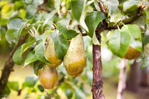Pear tree ripe fruits cluster von Arletta Cwalina