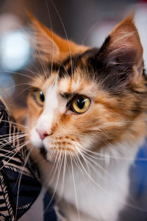 Red hair cat at World Cat Show von Arletta Cwalina