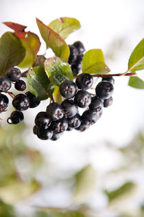 Chokeberries or aronia fruits by Arletta Cwalina