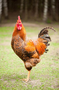 Rhode Island Red rooster portrait by Arletta Cwalina