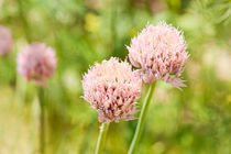 Pink chives flowering plant von Arletta Cwalina