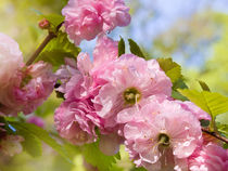 Almond blossoms pink flowering by Arletta Cwalina